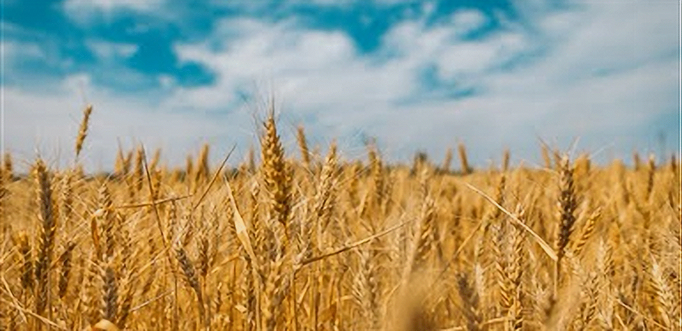 Wheat Field