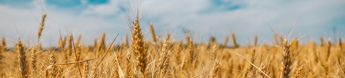 Wheat Field